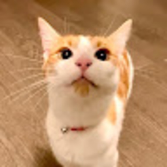 nugggetss